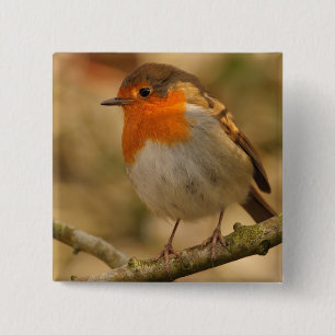 Robin im Sonnenschein Button