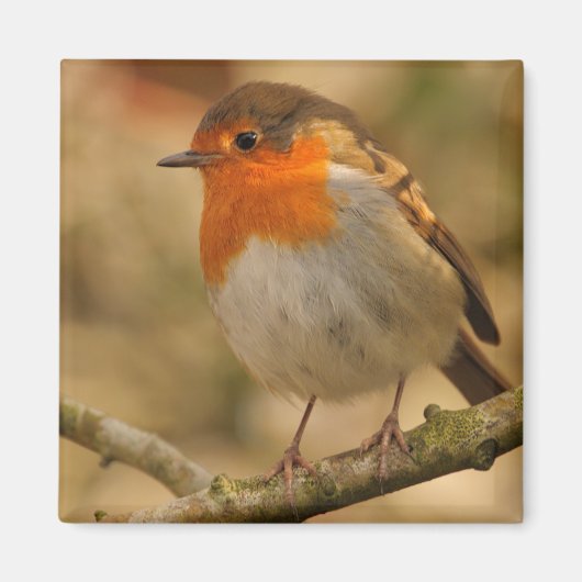 Robin im Sonnenschein Magnet (Vorne)