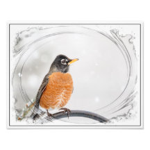 Robin im Winter