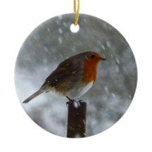 Robin im Winter