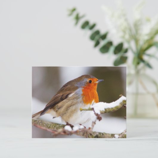Robin im Winter Postkarte (Stehend Vorderseite)