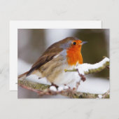 Robin im Winter Postkarte (Vorne/Hinten)
