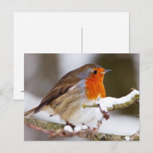 Robin im Winter Postkarte (Vorne/Hinten)