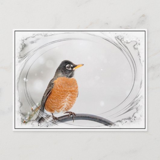 Robin im Winter Postkarte (Vorderseite)