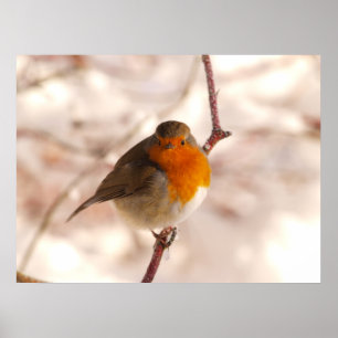 Robin im Winterland Poster