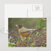 Robin in Berries Postkarte (Vorne/Hinten)