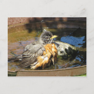 Robin in Bird Bath Postkarte