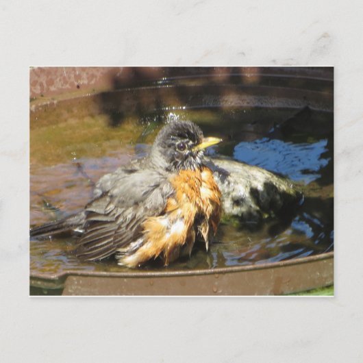 Robin in Bird Bath Postkarte (Vorderseite)
