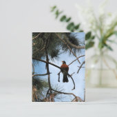 Robin in einem Kiefernbaum Postkarte (Stehend Vorderseite)