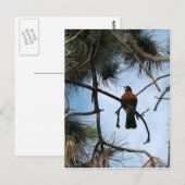 Robin in einem Kiefernbaum Postkarte (Vorne/Hinten)