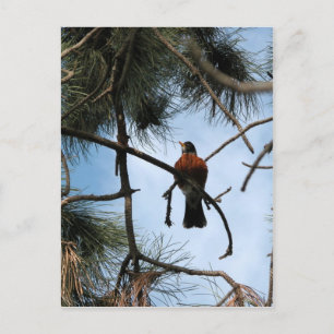 Robin in einem Kiefernbaum Postkarte