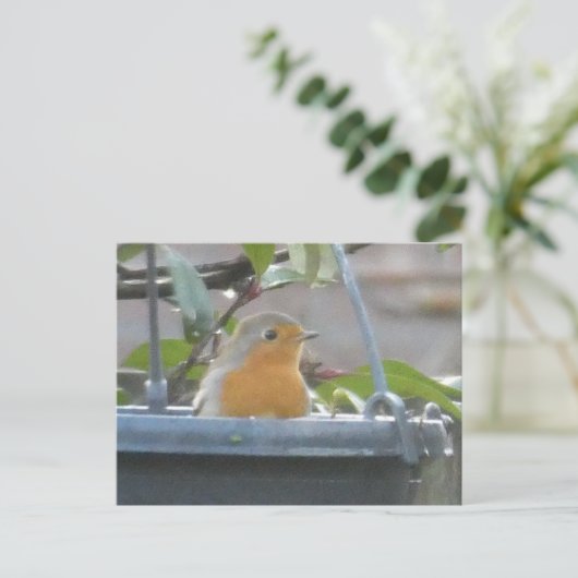 Robin in Pflanze Pot DIY Postcard Postkarte (Stehend Vorderseite)