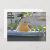 Robin in Pflanze Pot DIY Postcard Postkarte (Vorne/Hinten)