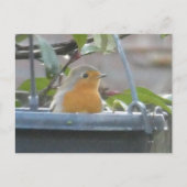 Robin in Pflanze Pot DIY Postcard Postkarte (Vorderseite)