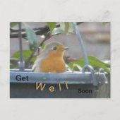 Robin in Pflanze Pot wird bald gut Postcard Postkarte (Vorderseite)