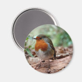 Robin in Rot-Brüste Magnet (Vorderseite/Rückseite)