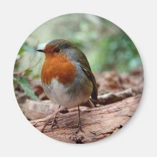 Robin in Rot-Brüste Magnet