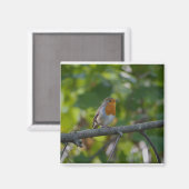 Robin in spiring. magnet (Vorderseite/Rückseite)