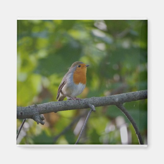 Robin in spiring. magnet (Vorne)