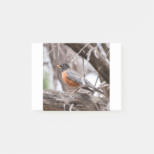 Robin in the trees post-it klebezettel (Vorderseite)