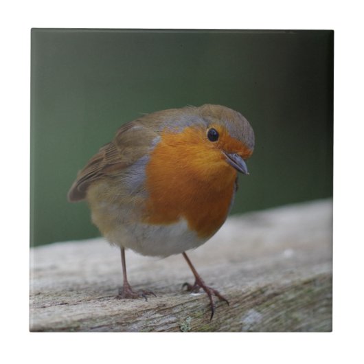 Robin-Keramik-Fliese Fliese (Vorderseite)