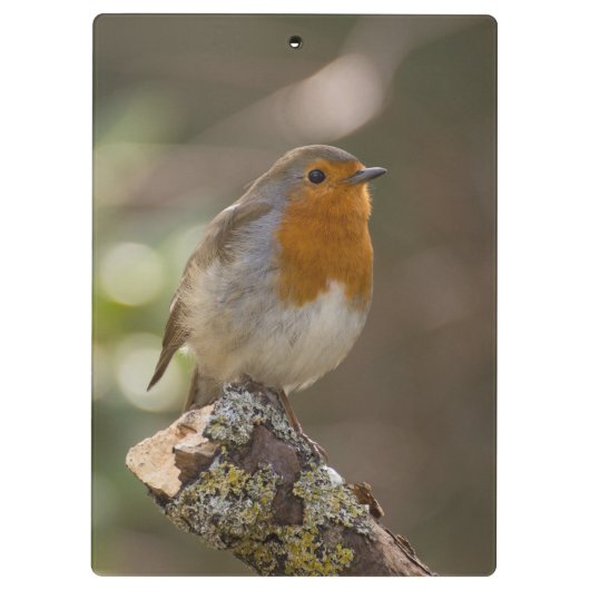 Robin Klemmbrett (Rückseite)