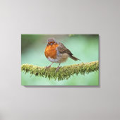 Robin Leinwanddruck (Vorderseite)