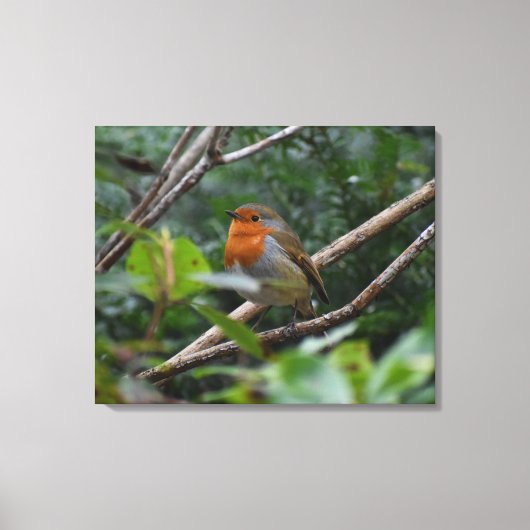 Robin Leinwanddruck (Vorderseite)