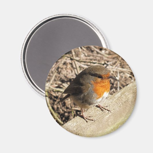 ROBIN MAGNET (Vorderseite/Rückseite)