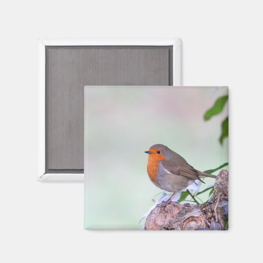 Robin Magnet (Vorderseite/Rückseite)