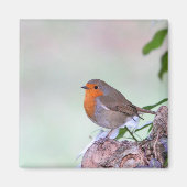 Robin Magnet (Vorne)