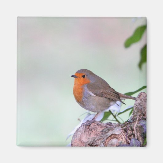 Robin Magnet (Vorne)