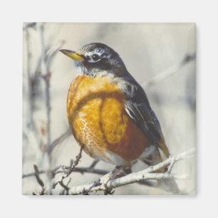 Robin Magnet