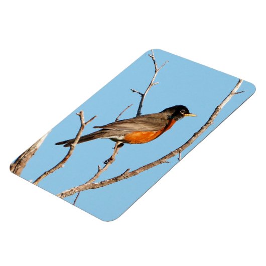 Robin Magnet (Linke Seite)