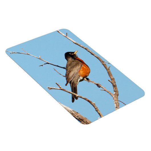 Robin Magnet (Rechte Seite)