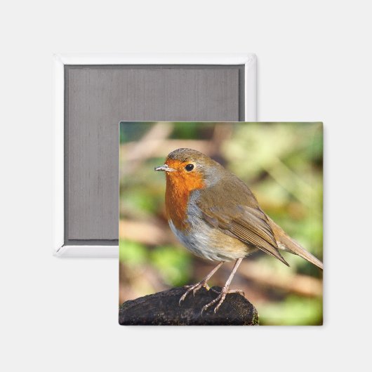 Robin Magnet (Vorderseite/Rückseite)