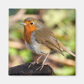 Robin Magnet (Vorne)