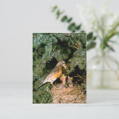 Robin mit Chicks Postkarte (Stehend Vorderseite)
