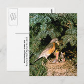 Robin mit Chicks Postkarte (Vorne/Hinten)