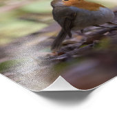 Robin Nature Foto (Ecke)