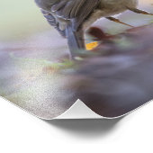 Robin Nature Foto (Ecke)