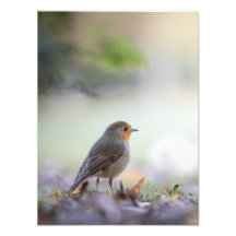 Robin Nature Foto