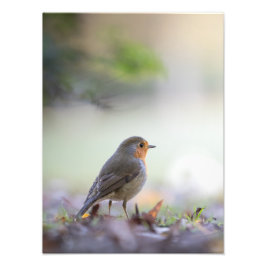 Robin Nature Foto