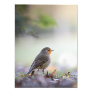 Robin Nature Foto