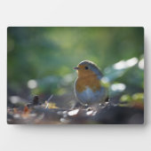 Robin Nature Foto Fotoplatte (Vorderseite)