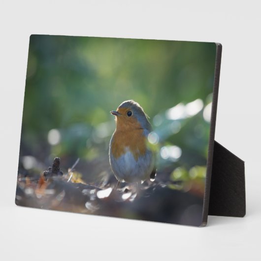 Robin Nature Foto Fotoplatte (Seite)