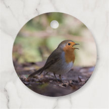 Robin Nature Foto