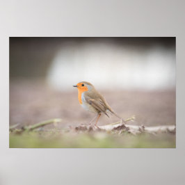 Robin Nature Foto Poster