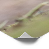 Robin Nature Foto Poster (Ecke)