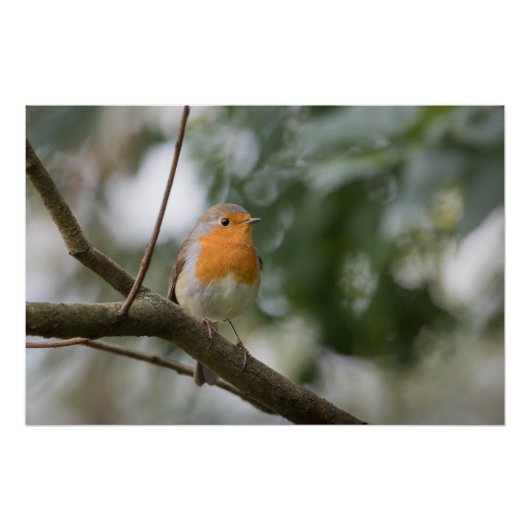Robin Nature Foto Poster (Vorderseite)
